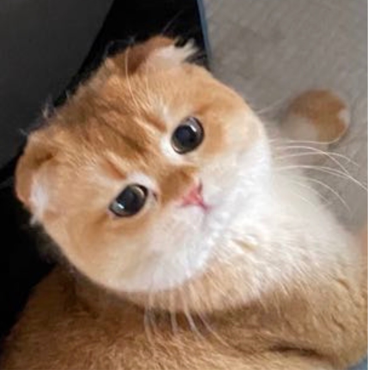 高贵冷艳刘公主