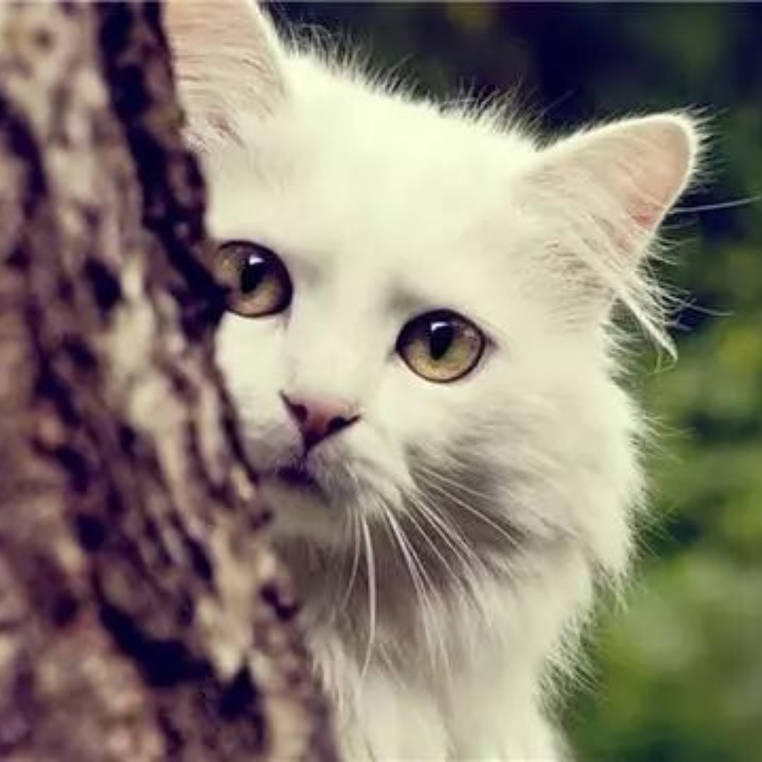 一只失宠猫哟2020