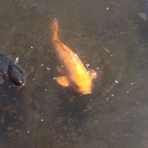 爱吃蜜豆戚风的繁星