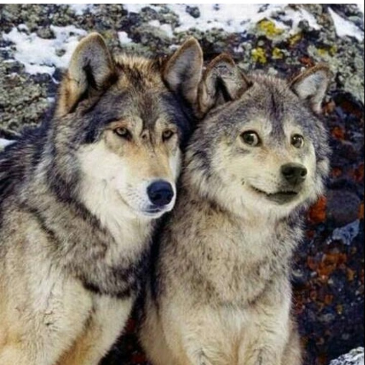 话呼啦啦很果断