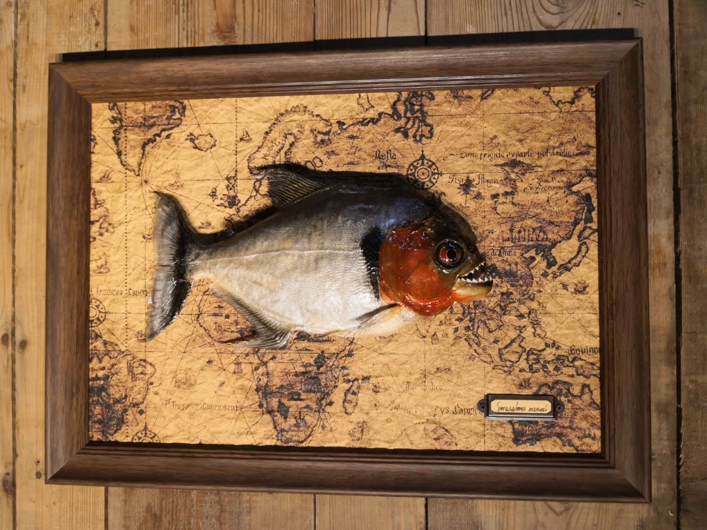 辛古胭脂红复黑食红钻巴普