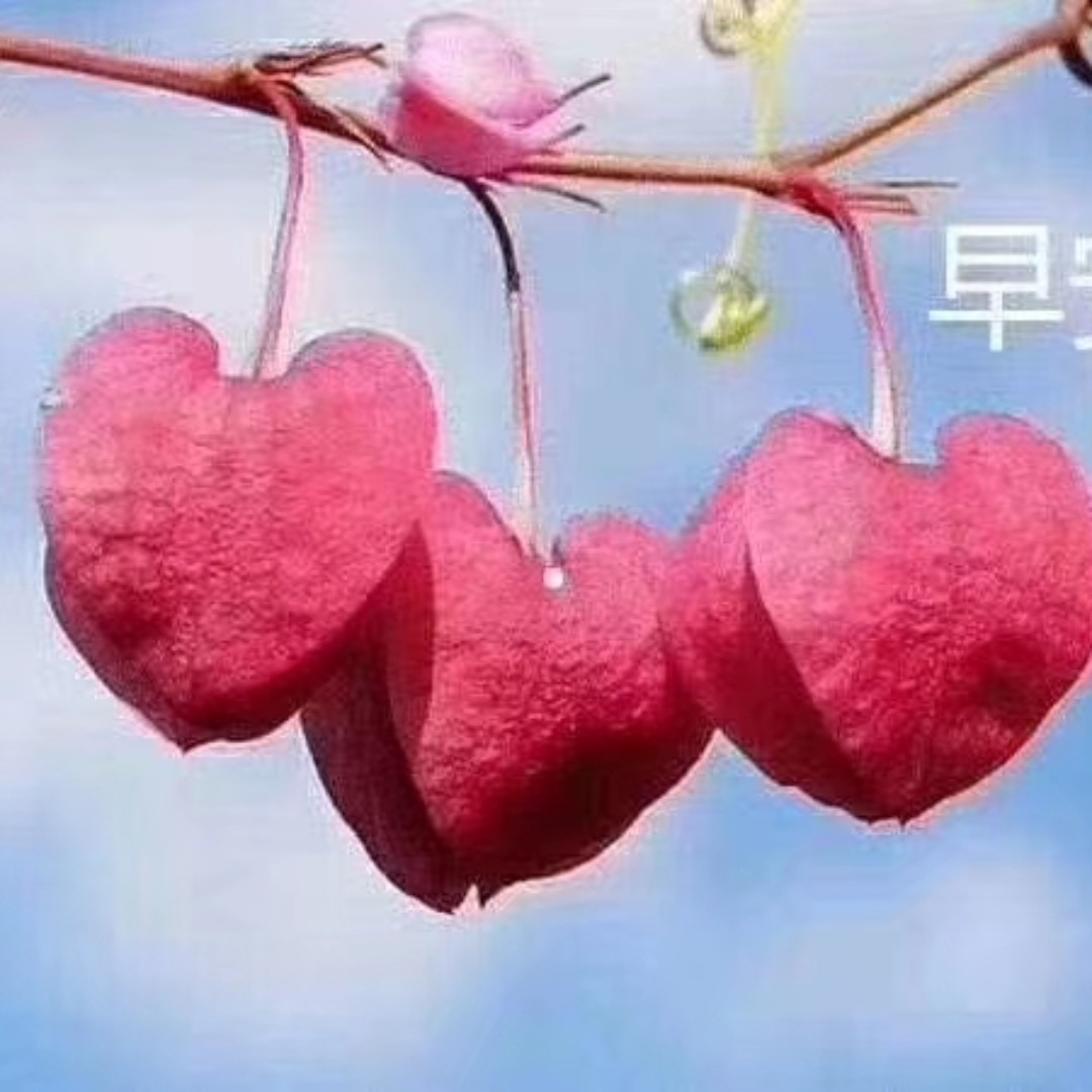 飘零的六角雪花