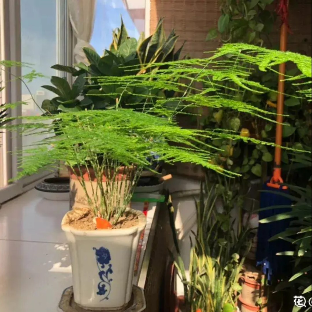 爱吃清补凉汤的勇者