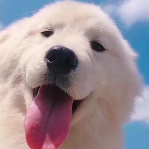 Lemon壹号工作室