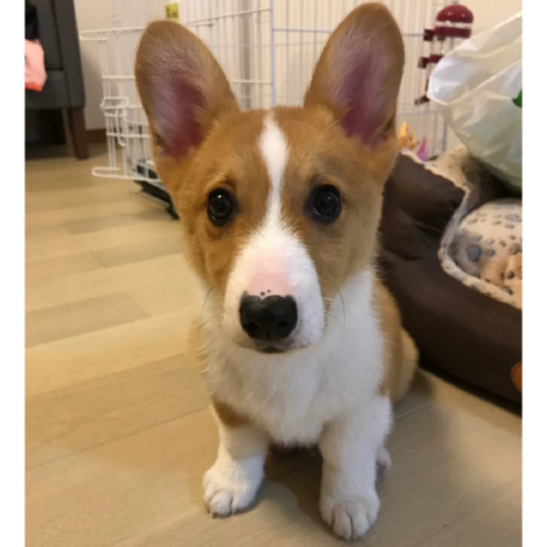 迷人的眯眯眼呀