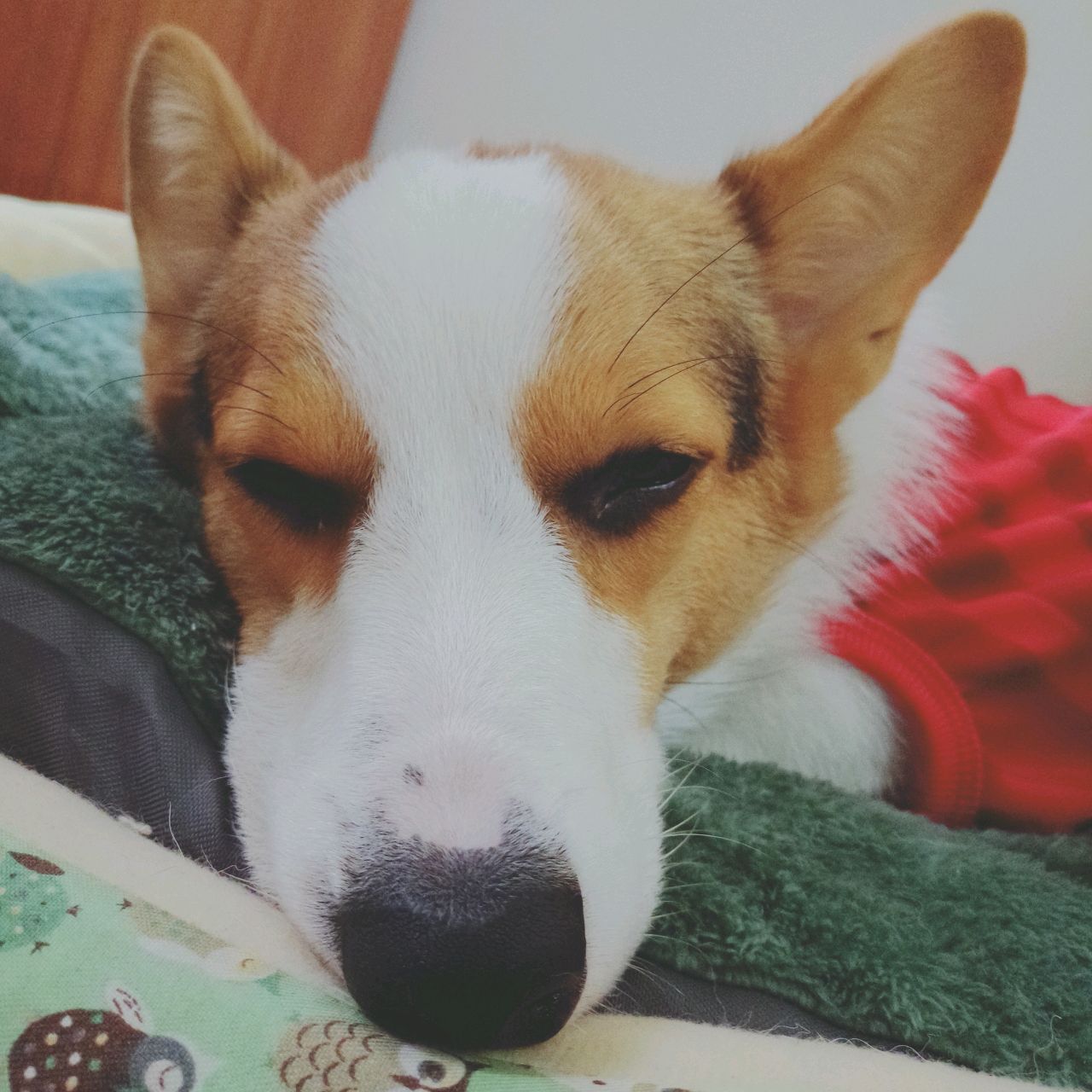 一凹凸小怪兽一