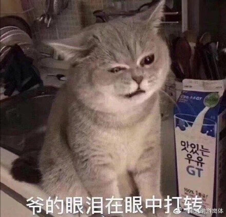叻叻猪一号