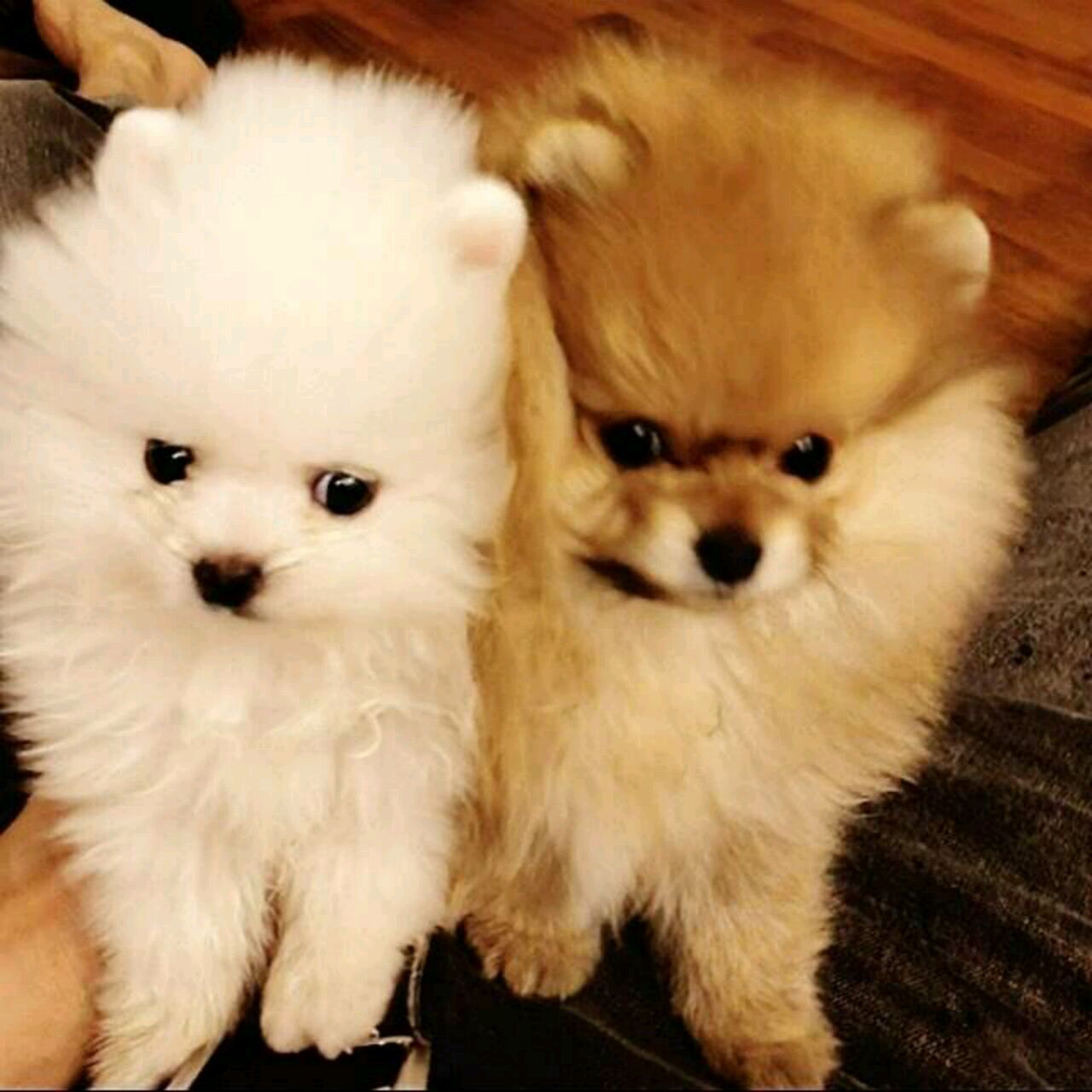 苏威拉西转向发动机