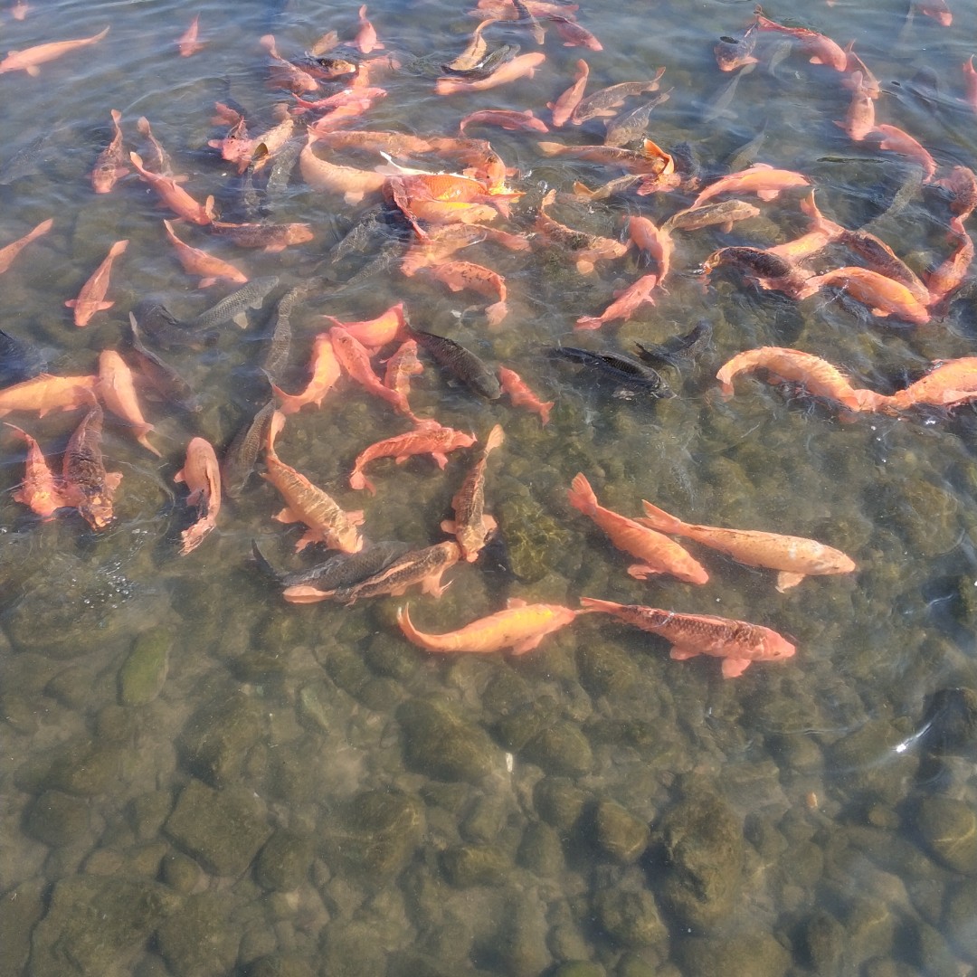 大山里的小橙子76