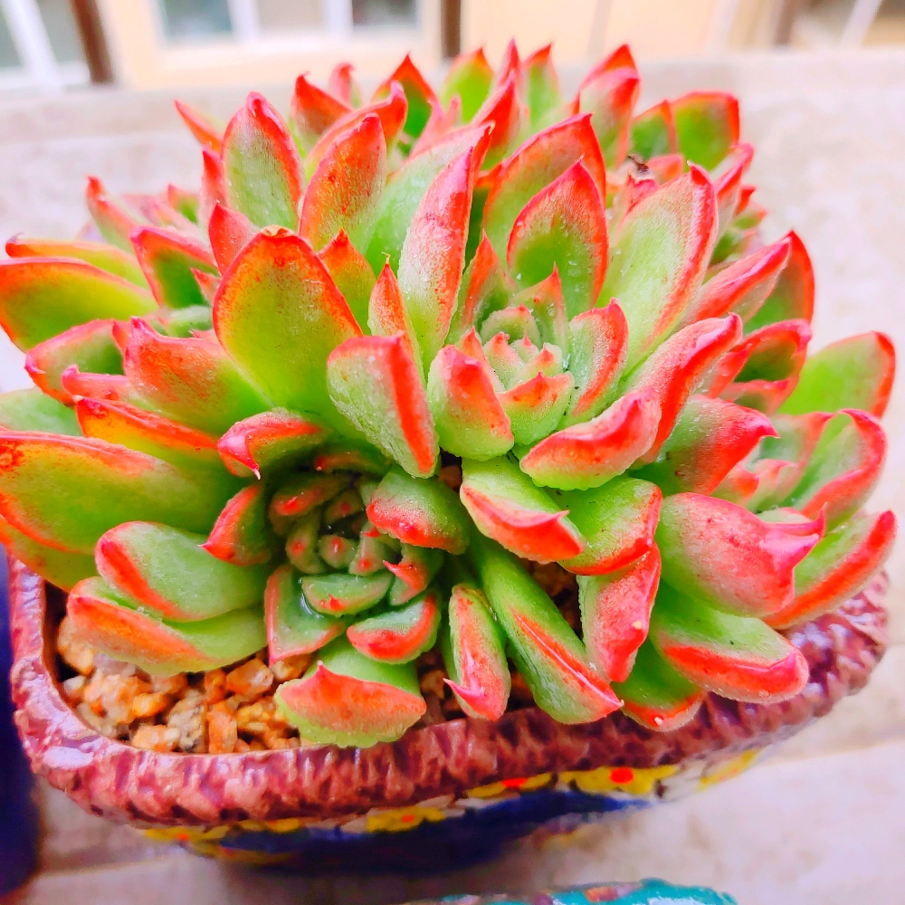 岁月是朵两生花