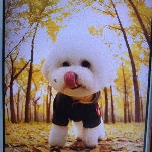 爱吃猕猴桃粥的摩羯座