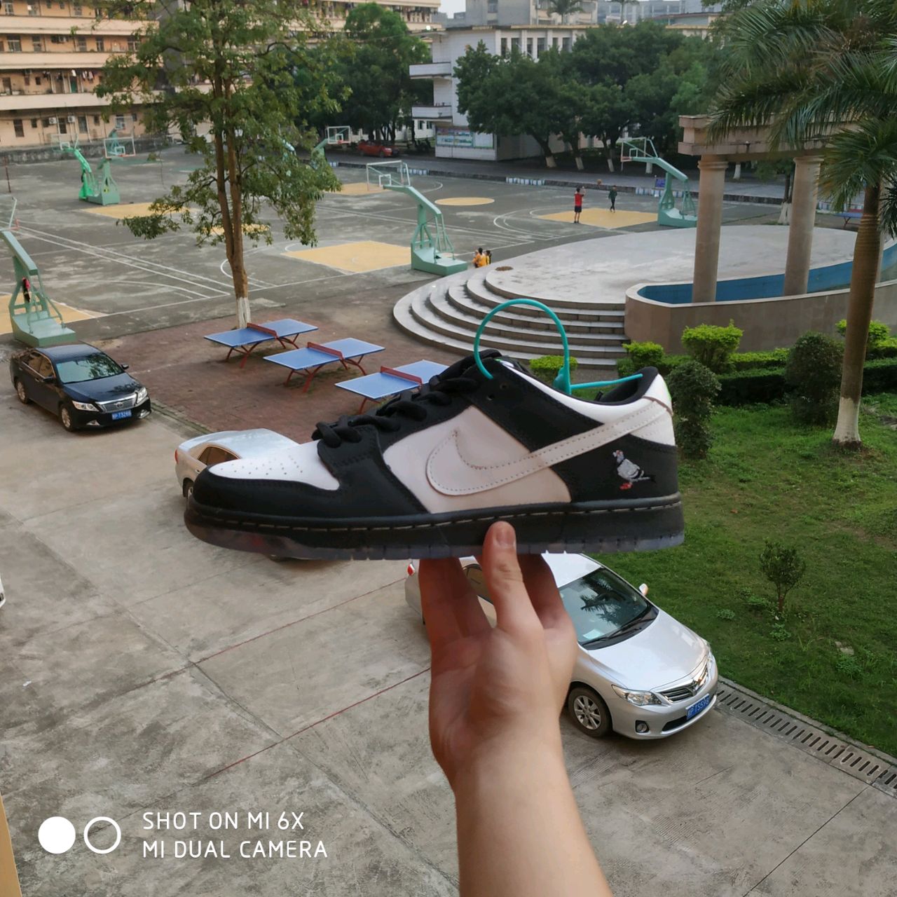 乌龟没头性价比(出闲置)