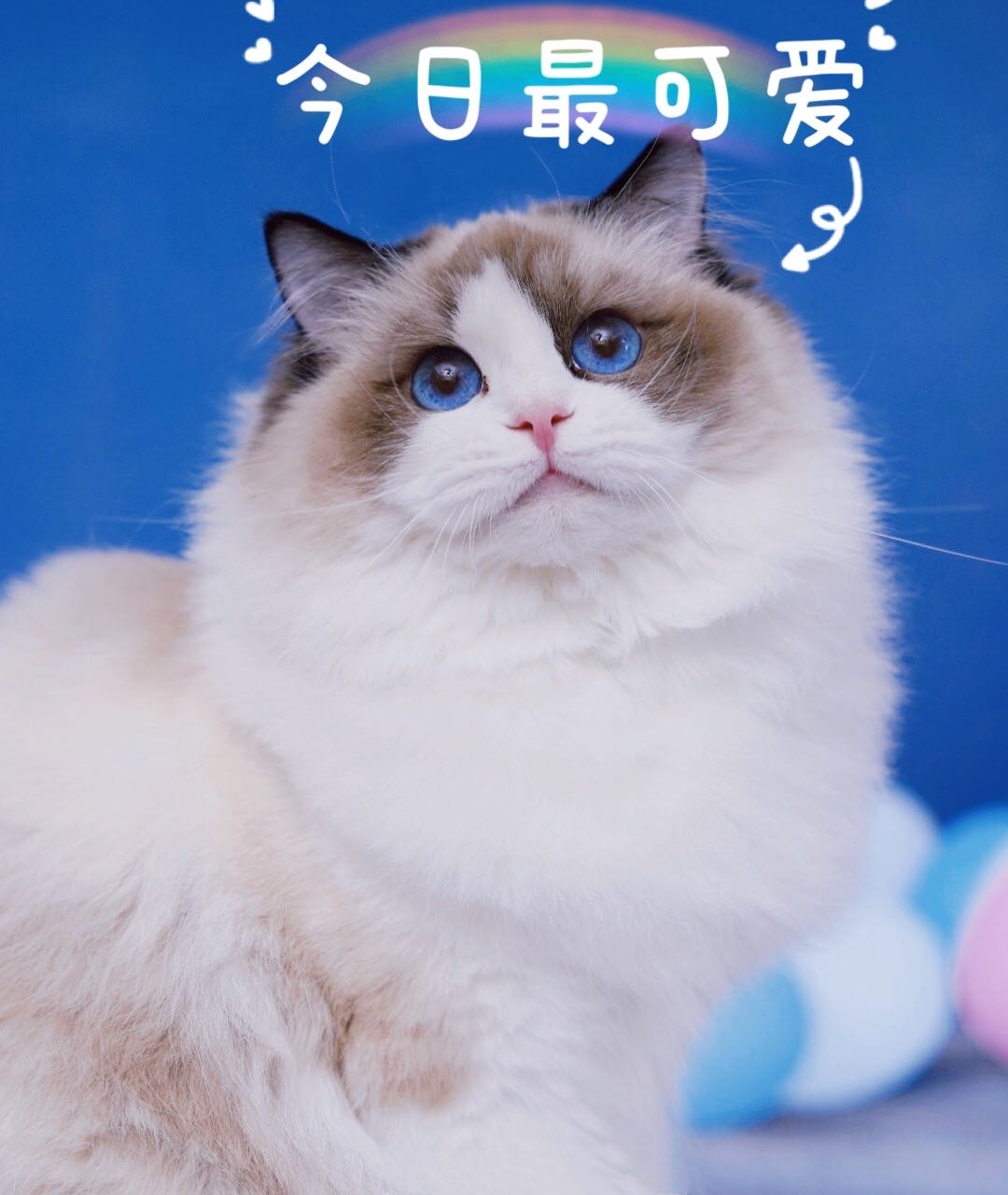 艾拉家的布偶喵