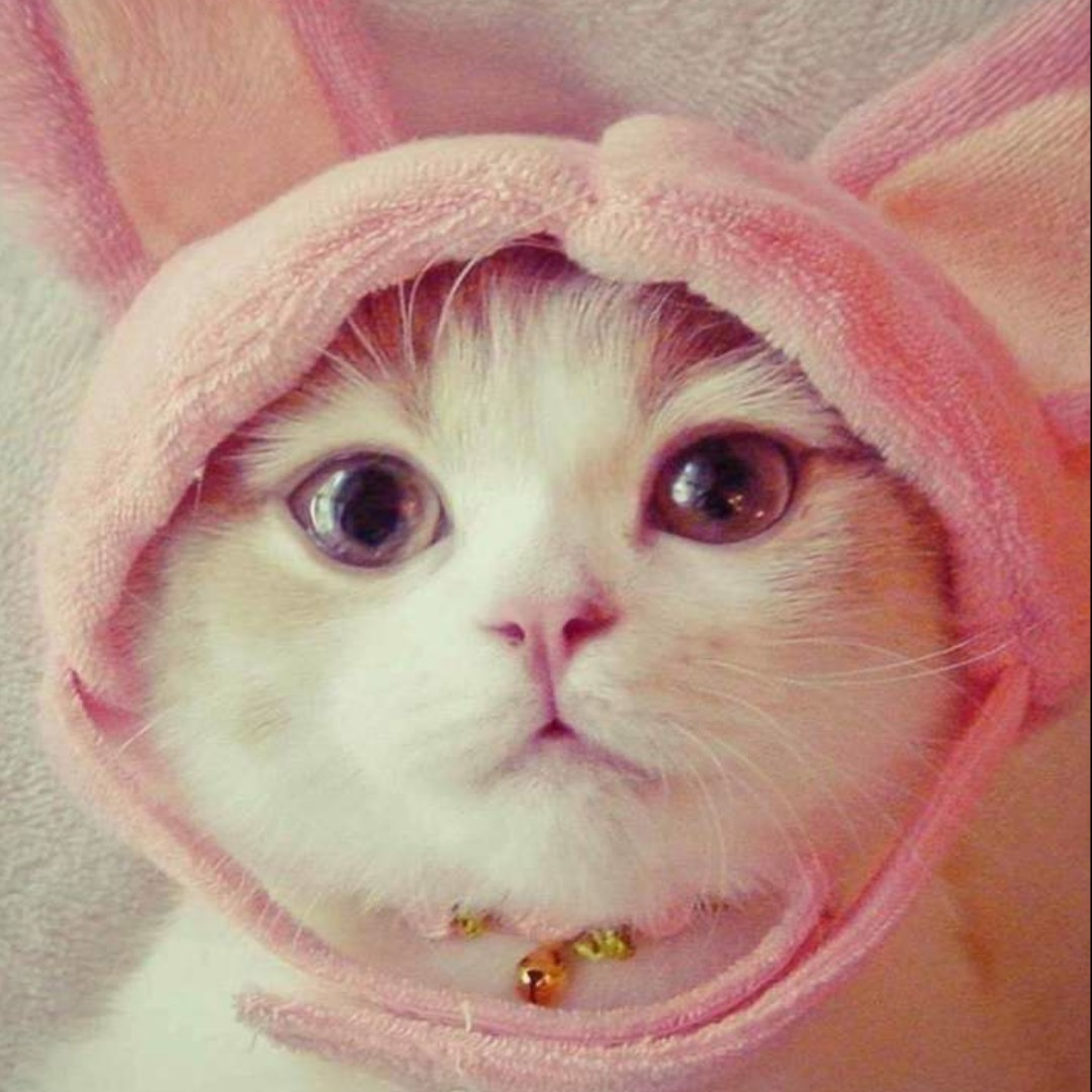 向日葵田里的酱油瓶