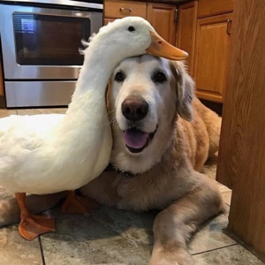 会开花的黎大葱