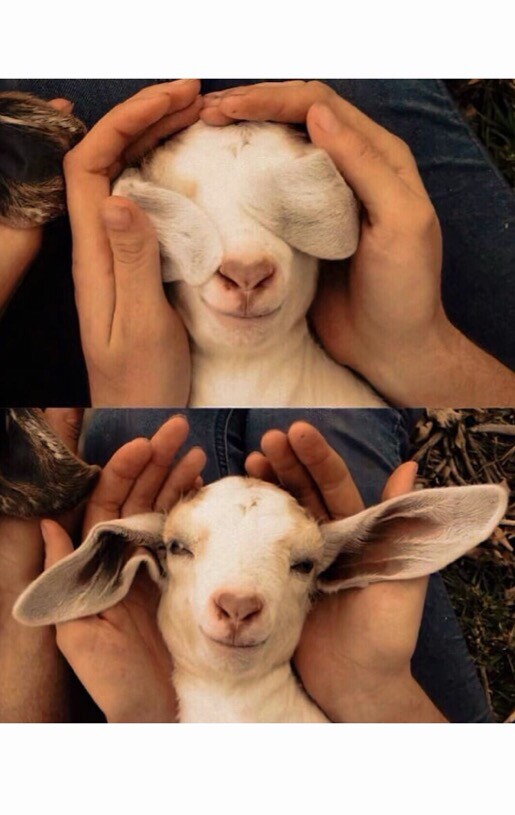 大自然的搬运工