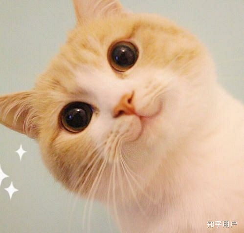 白色的尾突溞属16