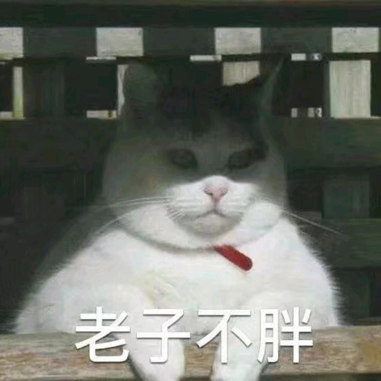 混世胖猫