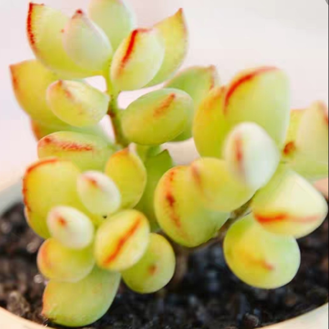 霜满天月落乌啼