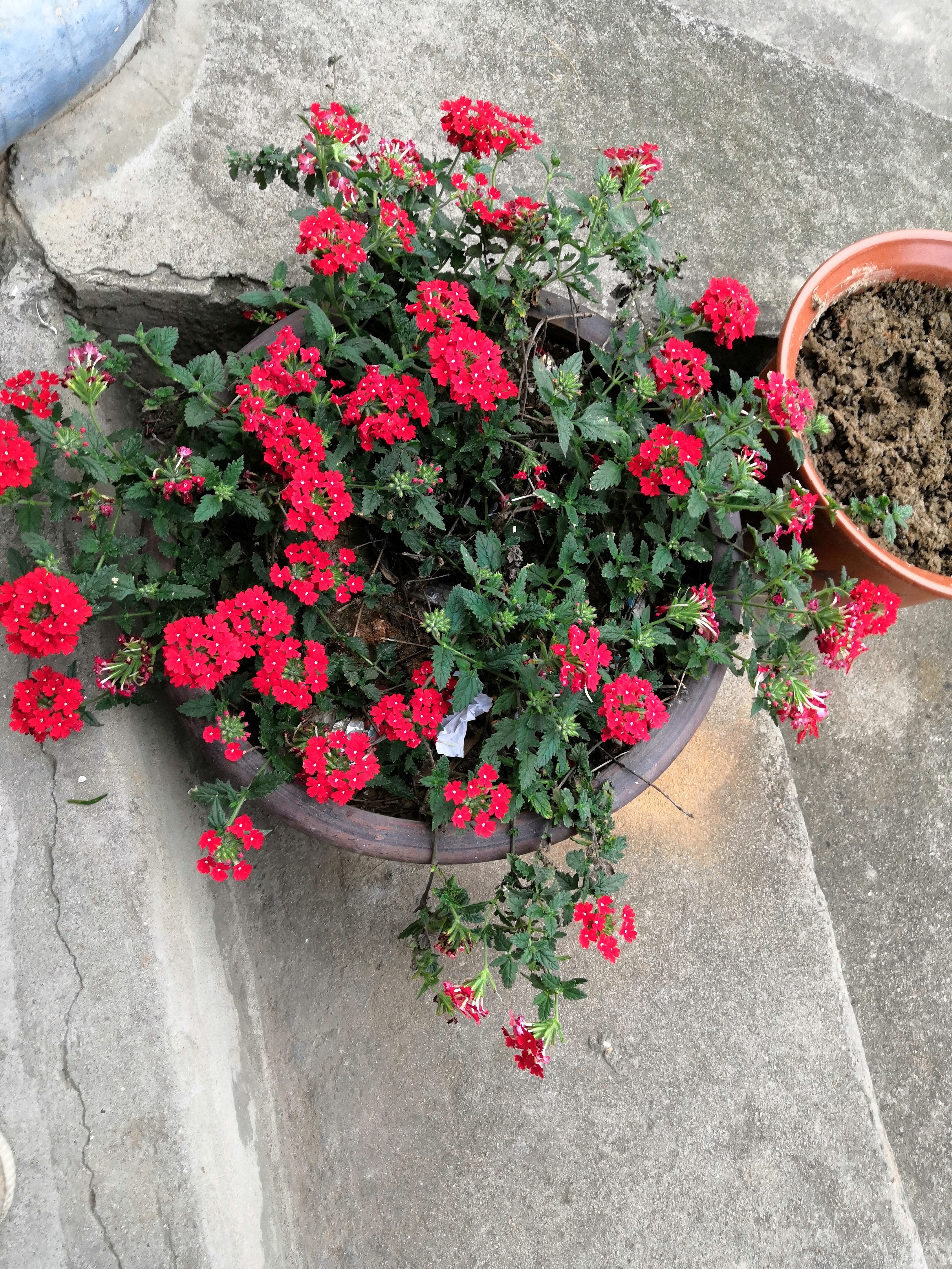 风筝……功德金秋