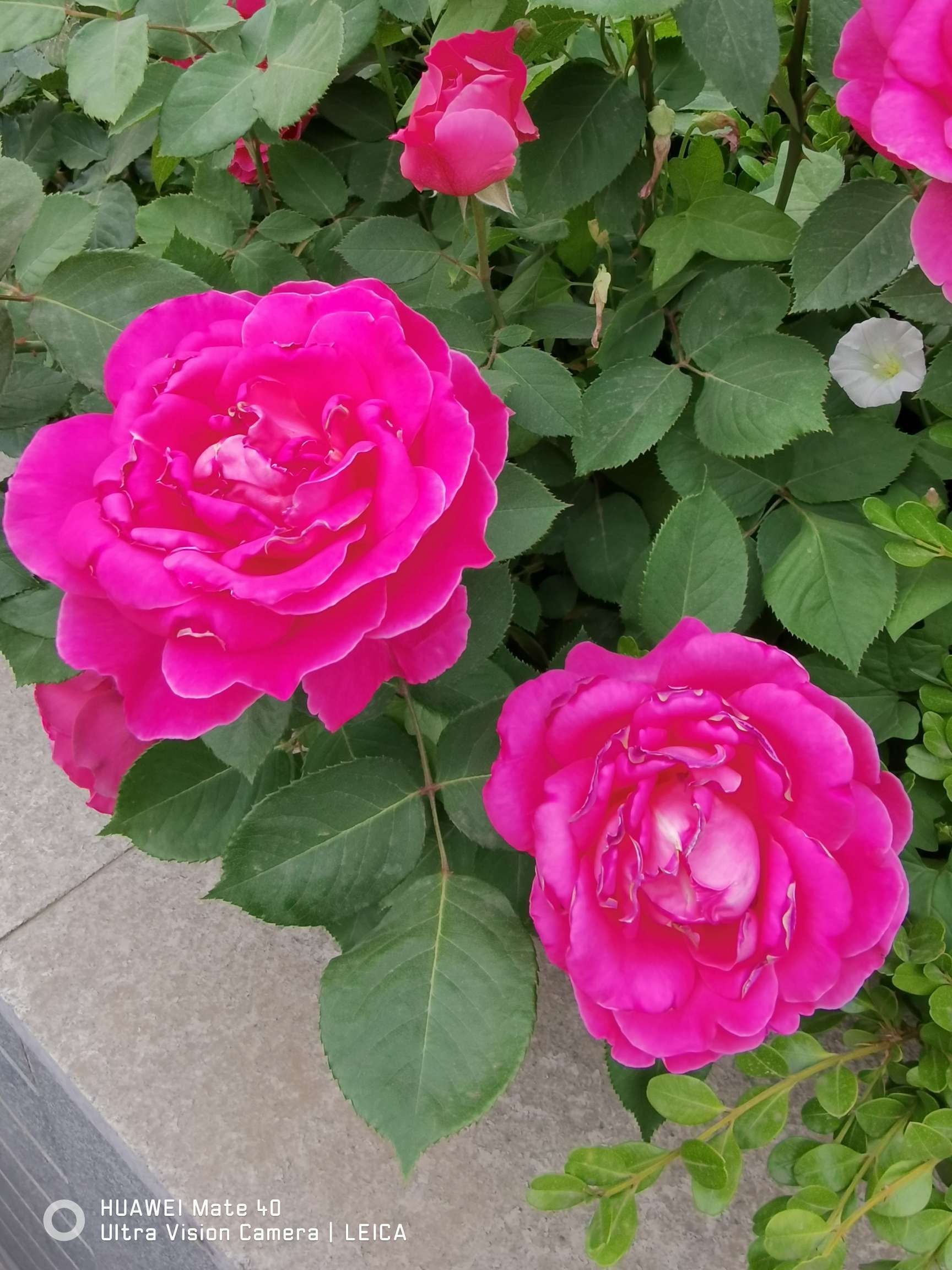 懒得去逛街买东西