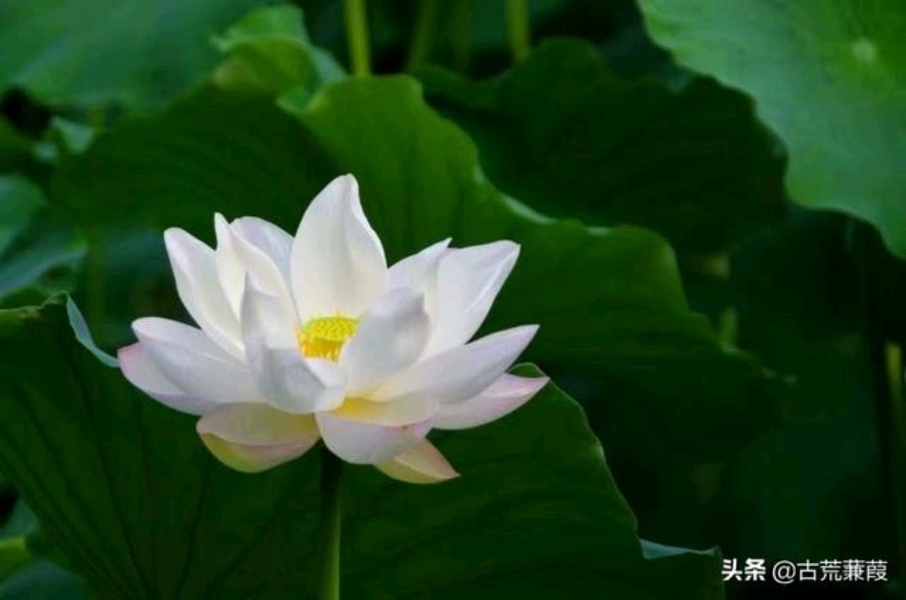 与人为善心平气和