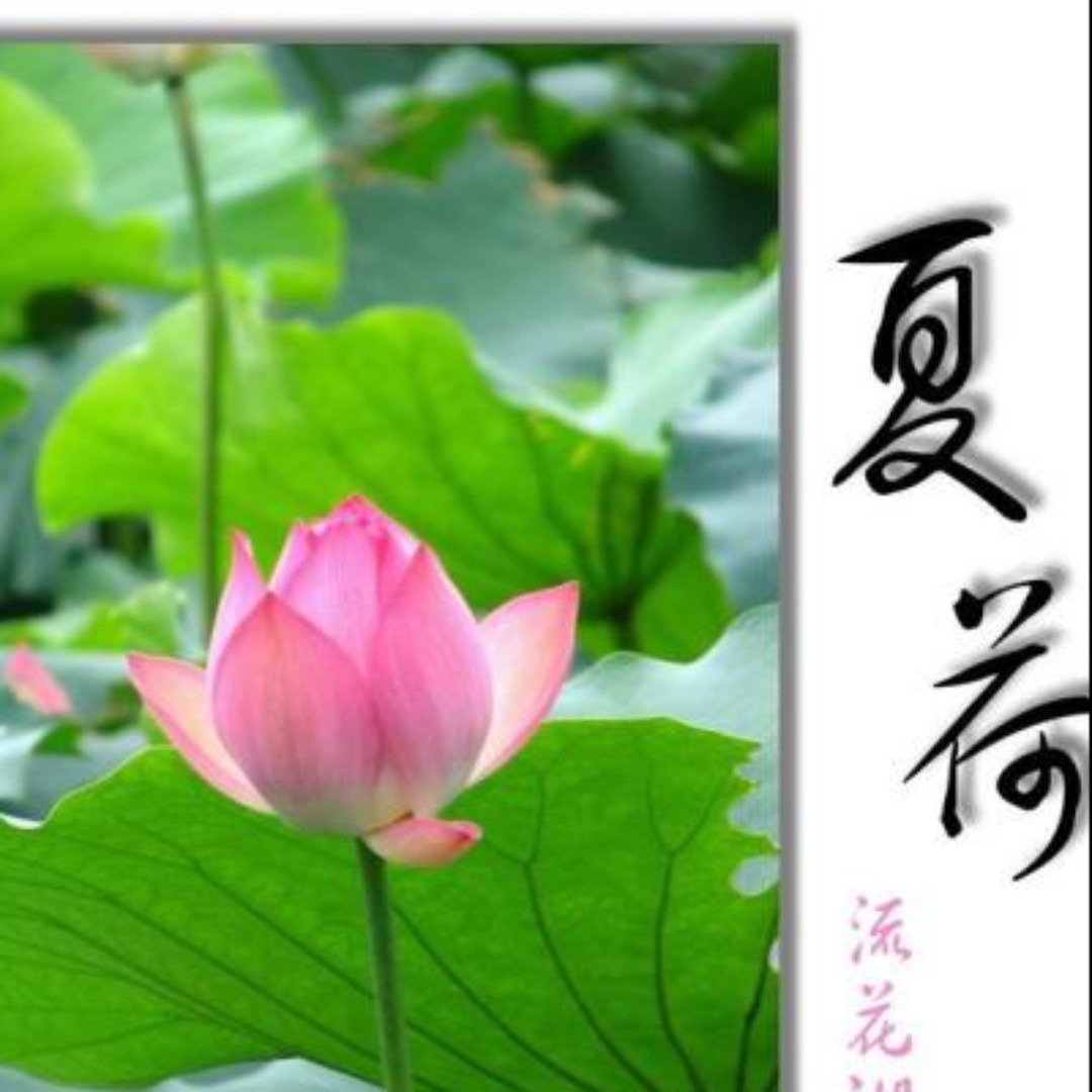 夏荷待清风