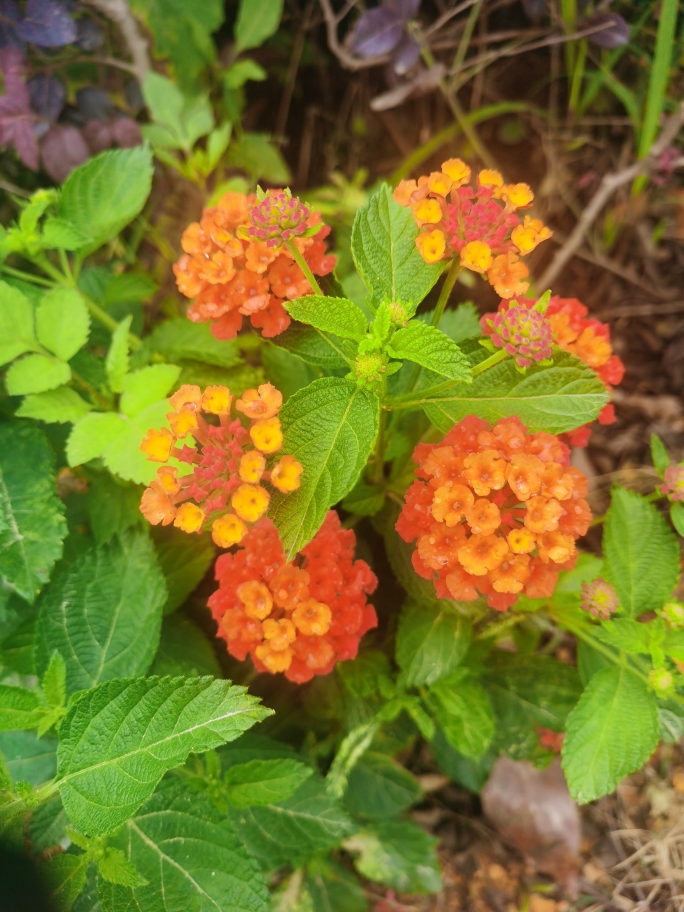 果然星健谈的枸杞