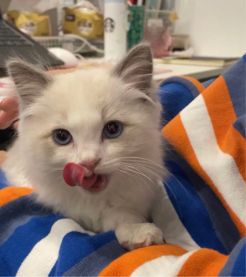 爱吃糍粑粑的小脑斧