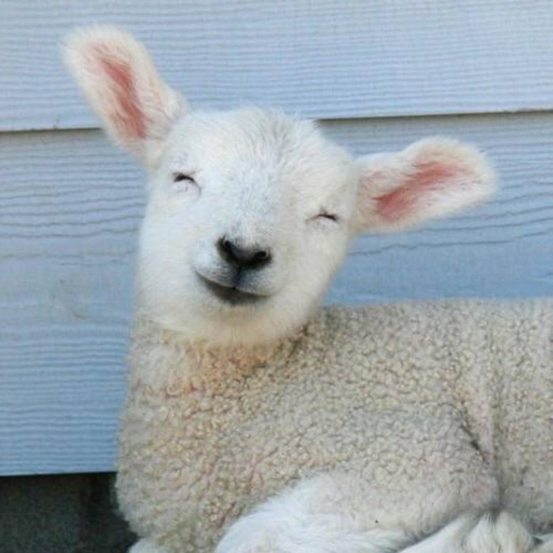 筱茗同学你好呀