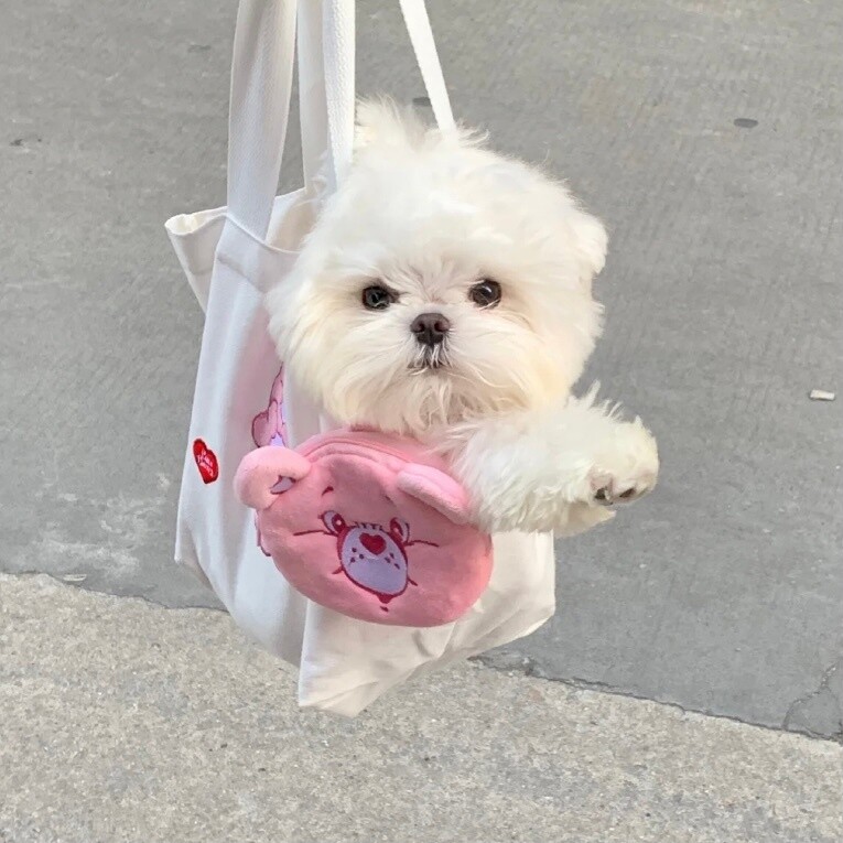 爱吃凤凰投胎的夏墨