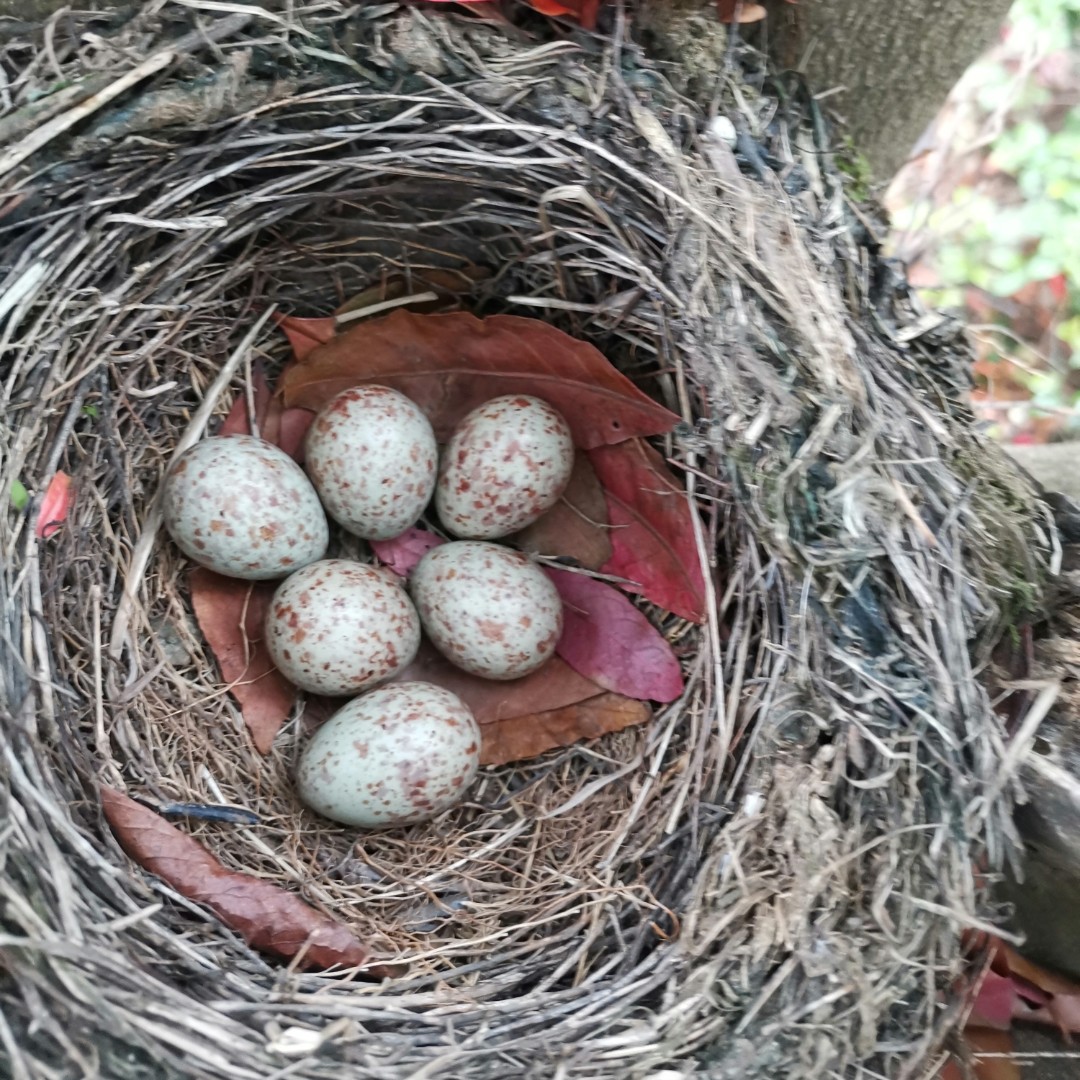 微微一笑很弥勒