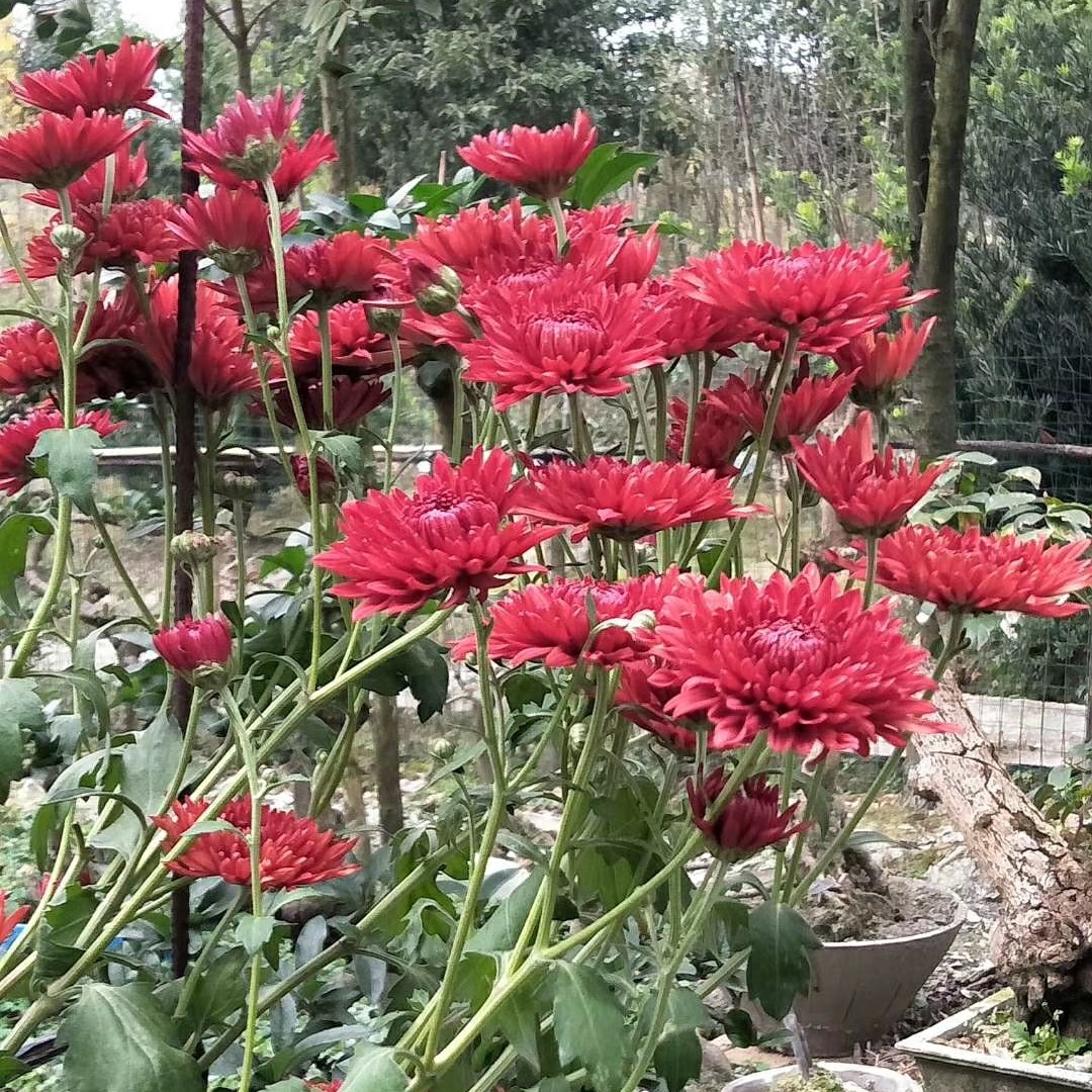 爱吃胡萝卜粥的小单纯