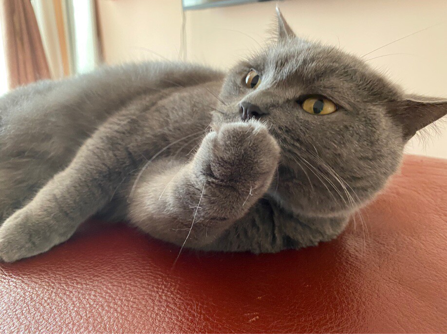 爱看动漫的仙女