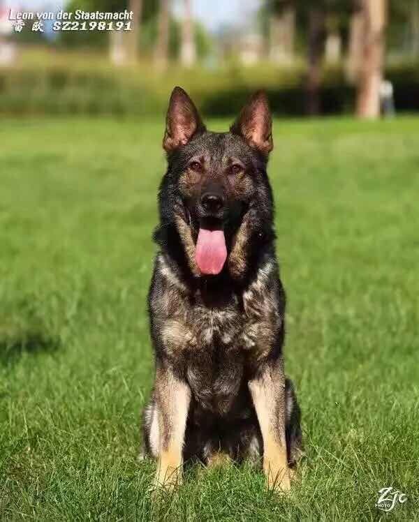 卡其色的甘青青兰