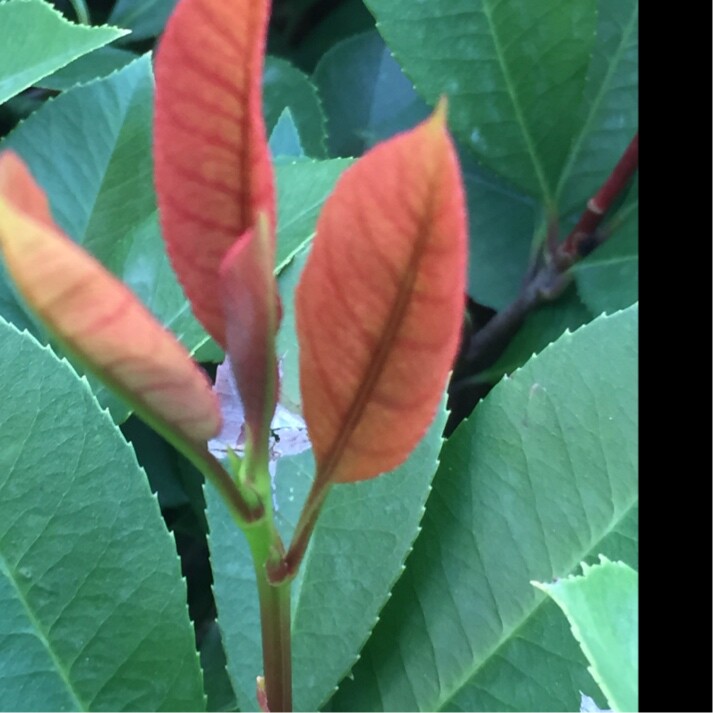 爱吃飘香蚕蛹的船长