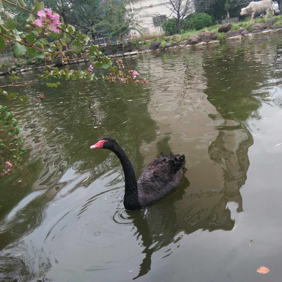 伤心的鱼在哭泣