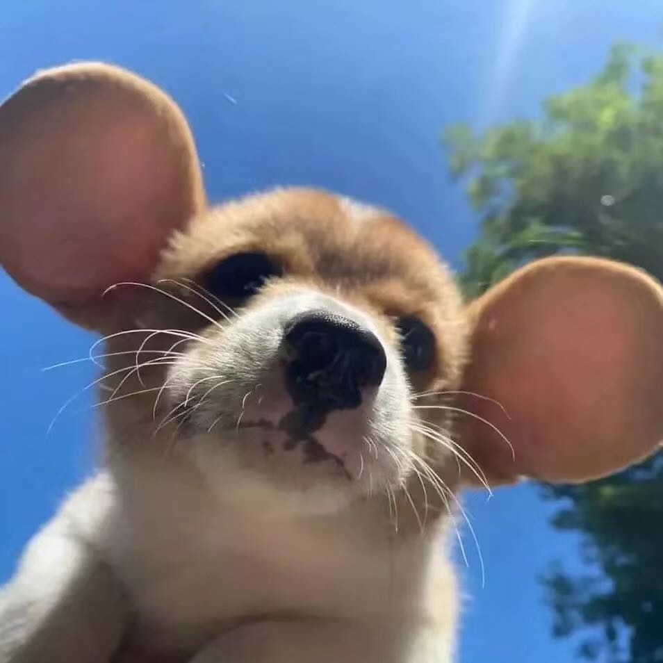 胖虎虎虎虎虎虎呼呼