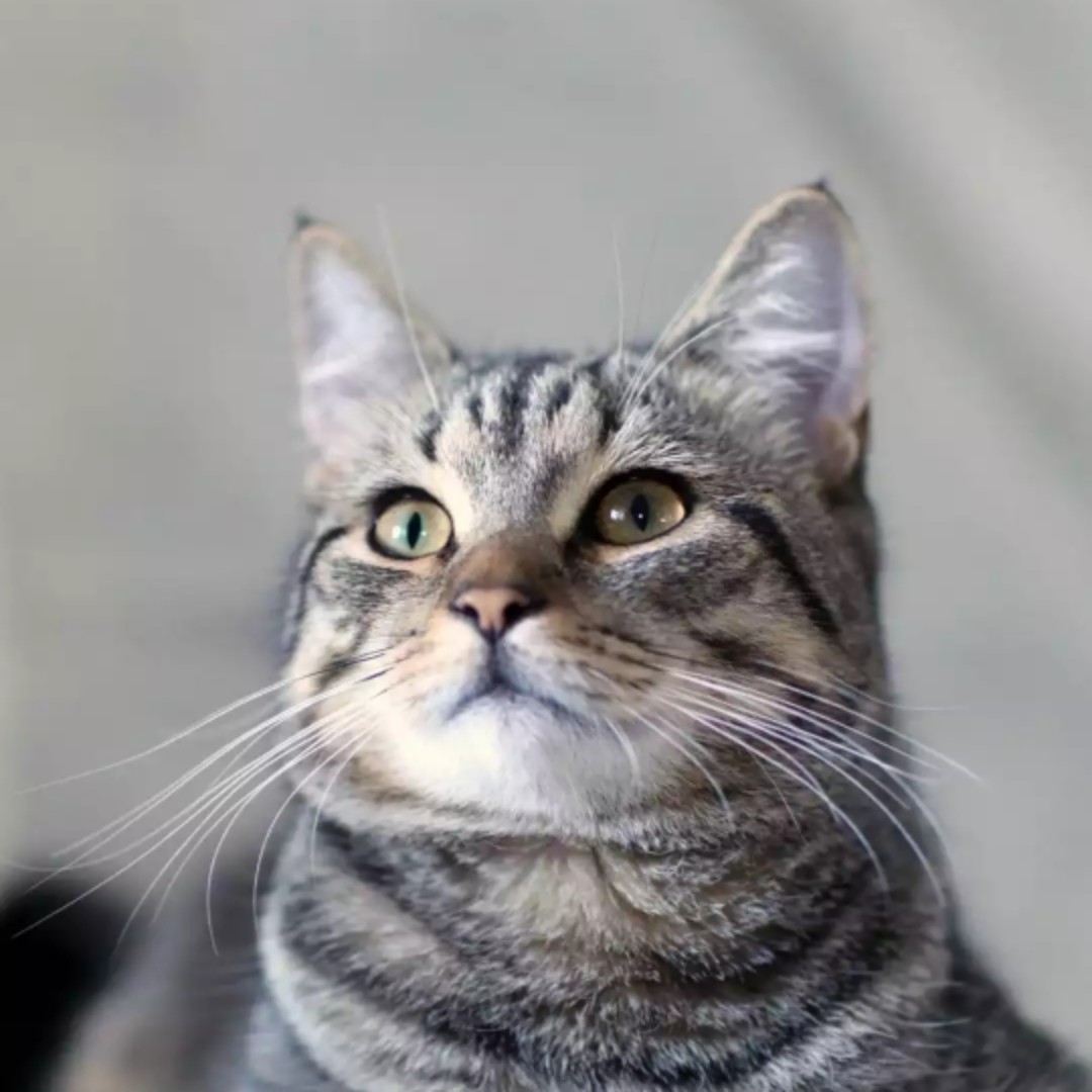 爱吃酱油泡蛋的灰太狼