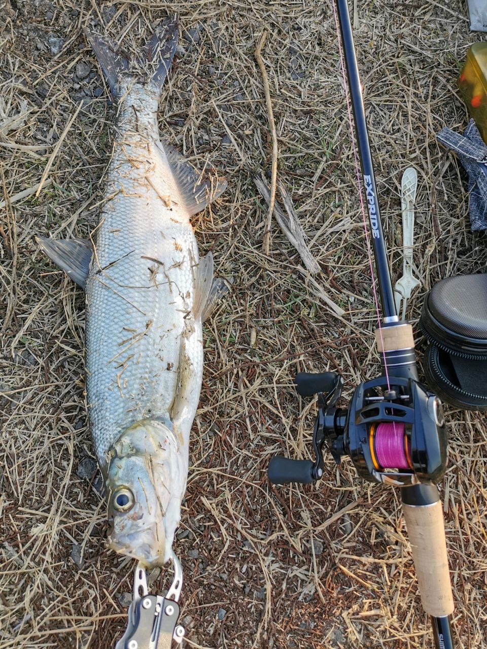 打龟任务已完成