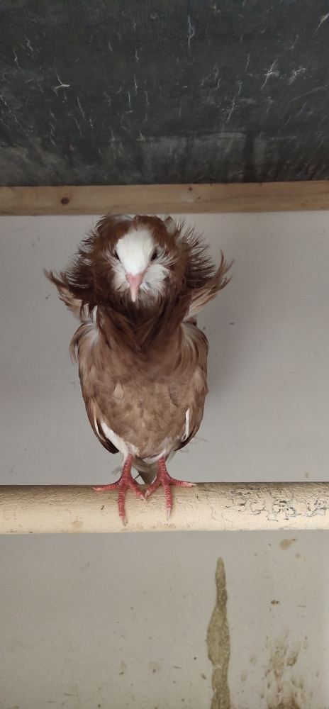 爱鸽人养精品鸽