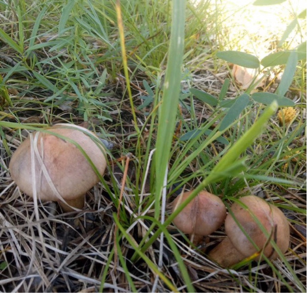 东北野生蘑菇木耳