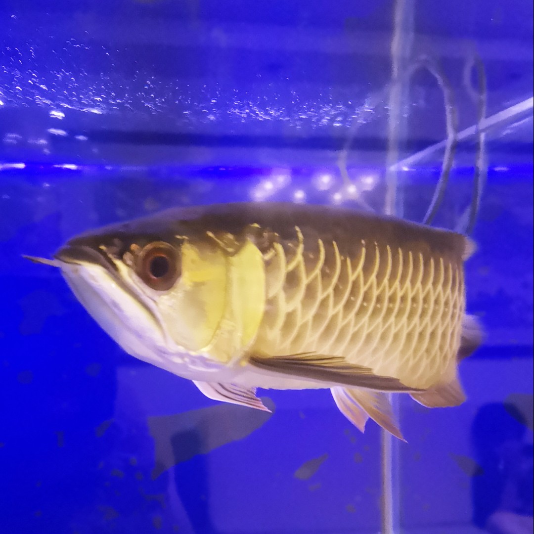 爱在秋天去旅游