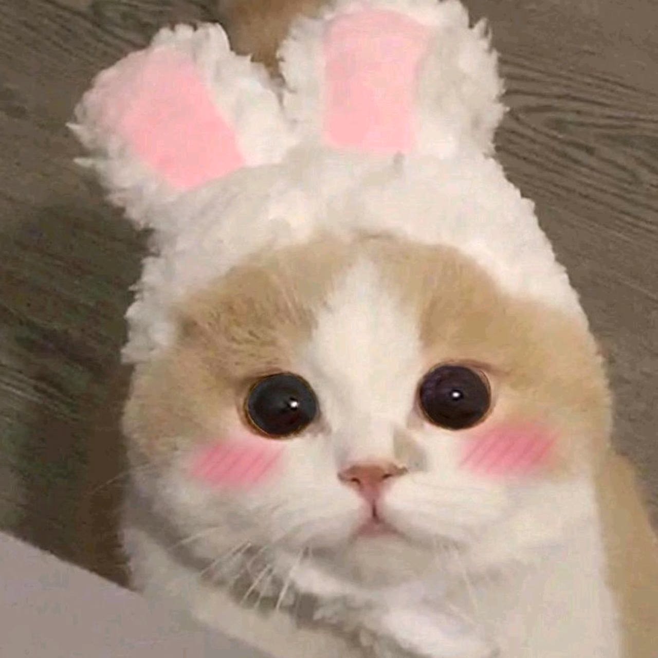 爱吃花式豆角的耿耿