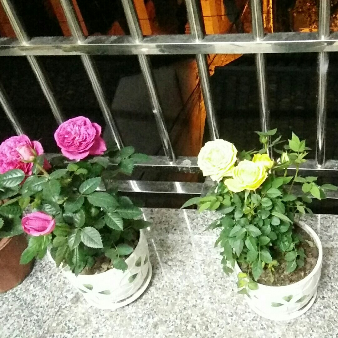 土红的金粉黛尔