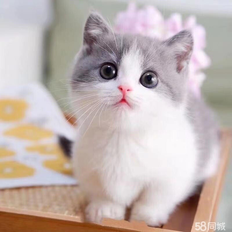 学道街缓慢的锅仔