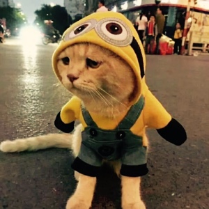 亲爱的喵喵先生