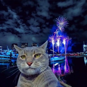 爱吃盐烤秋葵的巧克力