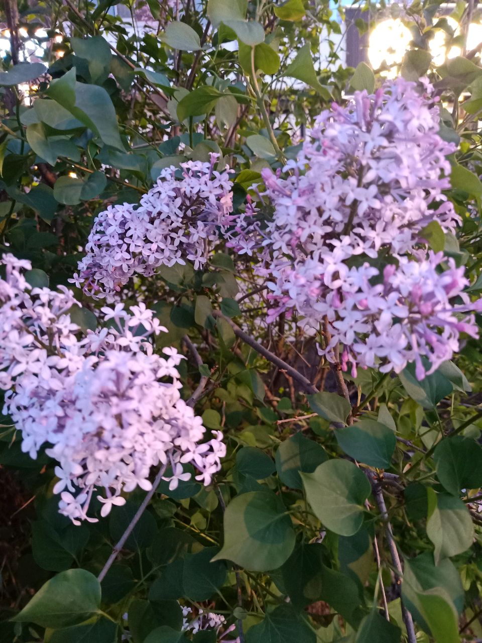 一家人一个梦一起拼多多