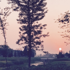 仲夏夜之殇情感